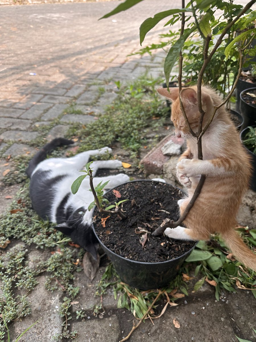 aloeynav's tweet photo. jailin kucing yg lebih gede dari atas pot… di jailin balik di dorong2 pot nya sampe mau jatoh😭dan yap dia pegangan sm batang tanaman njir😭😭😭😭 https://t.co/AU9HrE3oqz