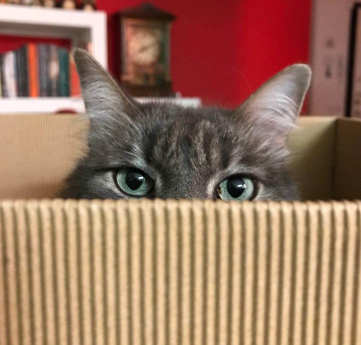 stellacl77's tweet photo. Have you ever wondered what a cat’s eyes can tell you? 👁️🐈

A cat’s eyes are built for a world of subtle movements and changing light. Their vertical pupils can narrow into fine slits in bright conditions and expand in dim light, helping regulate how much light enters the eye.

But there’s more to those fascinating eyes. Cats have a reflective layer behind the retina, called the tapetum lucidum, which helps them make better use of available light. It’s also what makes their eyes appear to glow when light hits them in the dark.

And those beautiful, often mysterious gazes? To understand a cat’s mood, look beyond the eyes alone. Pupil size, ear position, body posture and context all help tell the story.

A cat’s eyes don’t just see the world. They help reveal how it experiences it 🐾

#Cats #FelineBehavior #CatEyes #AnimalScience #Ethology

📸 Stella Clarkson 🐈 Zephir