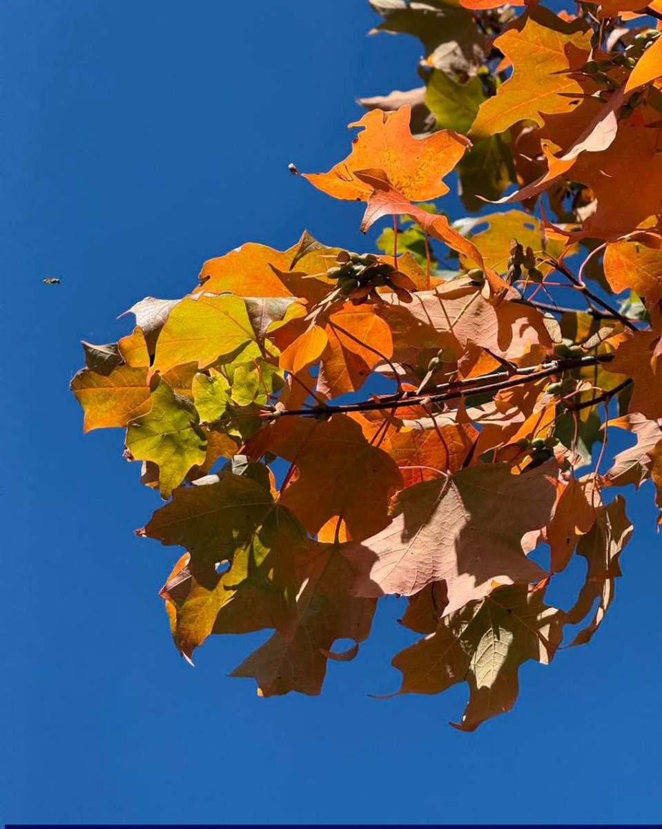 Jessica01169's tweet photo. Leaves overhead, path curving ahead and everything looking a little brighter.
Didn’t plan the walk, just ended up here.
The colors are doing most of the work today.
Hard to rush through a park that looks like this.

#AutumnWalk https://t.co/PYNzzlbQhf
