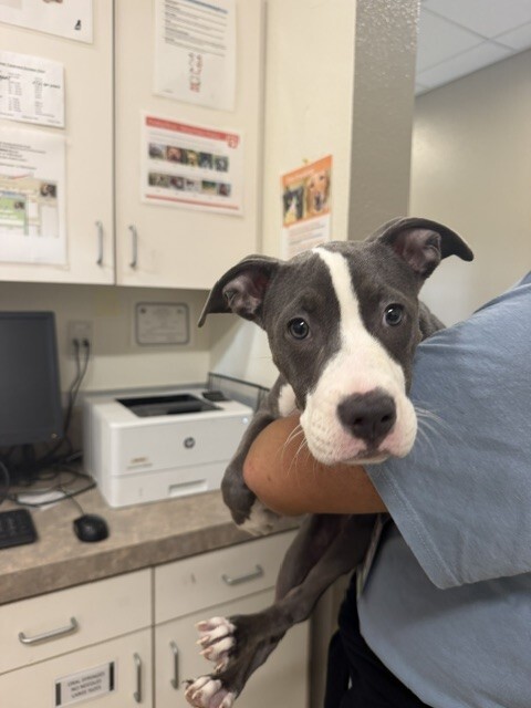 SBCAS_LostFound's tweet photo. Found: Unnamed, a 4 months old female white and gray pit bull puppy. If you think this might be your lost pet, please come to 548 W Foster Rd, Santa Maria CA to be reunited with your lost pet. Reference A560782. https://t.co/3PF4xAB6CY