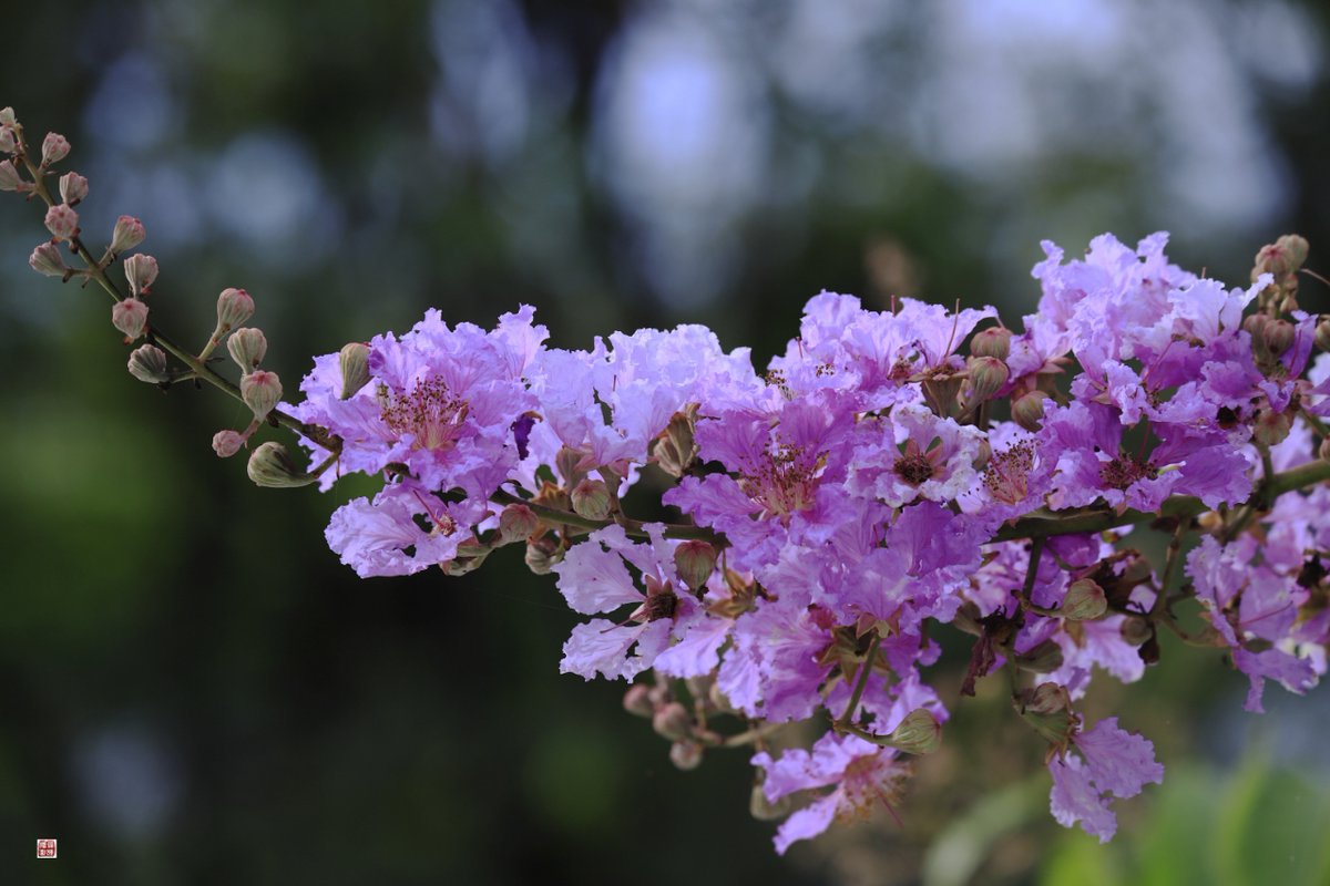 votittjemaba's tweet photo. [雲疽蘭の花、風に揺れる姿がとても優しい。] https://t.co/nGffKWGzEk
