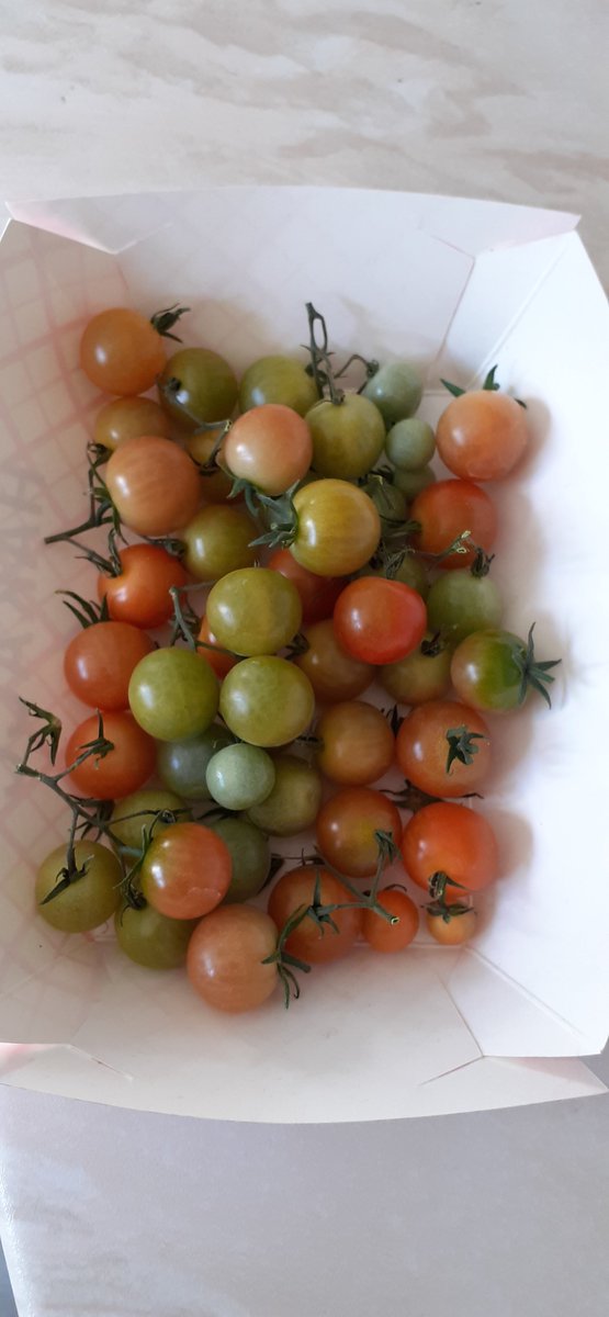 Storey983's tweet photo. Another little tomato harvest in the middle of October #tomato #october #harvest https://t.co/dS6WVk596S