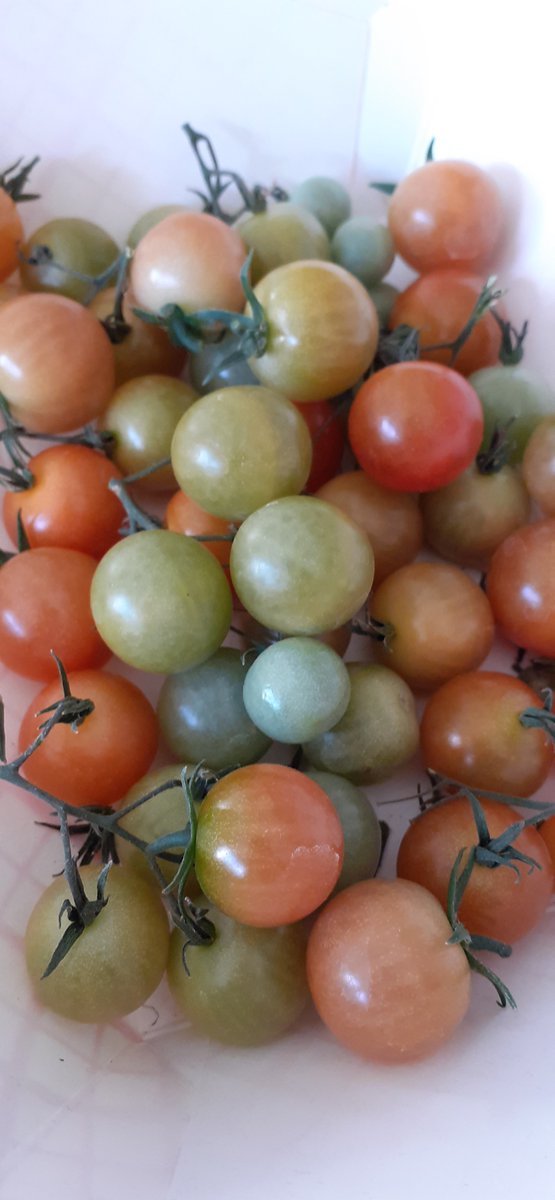 Storey983's tweet photo. Another little tomato harvest in the middle of October #tomato #october #harvest https://t.co/dS6WVk596S