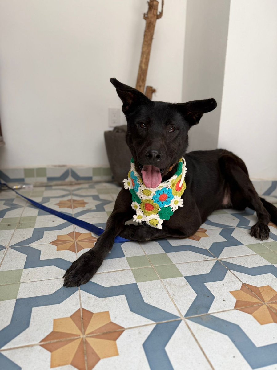 HELA_MORE's tweet photo. Nala sigue esperando… y quizás su espera sea interminable 💔

Porque lo tiene todo en contra: es talla grande y negrita, y por desgracia casi nadie pregunta por perritos como ella.

✨ Tiene 5 años
✨ Talla grande
✨ Protocolo completo

Estamos en CDMX

Dale una oportunidad a Nala.
Comparte su historia, ayúdanos a que por fin llegue su momento 🖤🐾