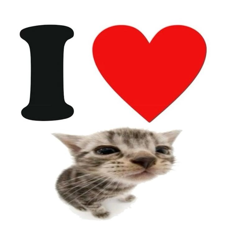 freedomd7mb's tweet photo. словами не описать как я люблю котов https://t.co/kjpLwoU17x
