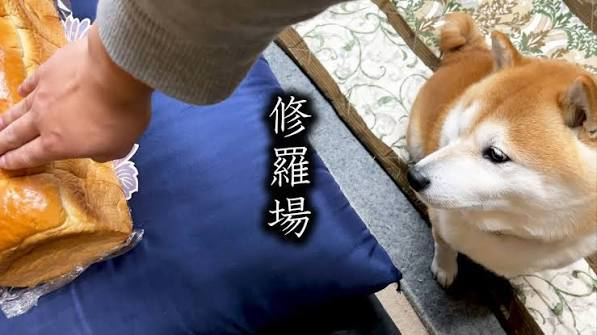 RAI_Aizu's tweet photo. @tokotoko4000 柴犬の前で食パンをなでなですると、柴犬の機嫌が悪くなる https://t.co/gnU7QI5DCg