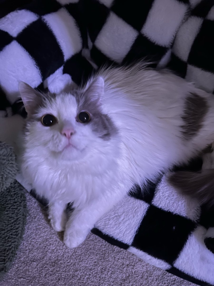 felidfang's tweet photo. i rudely awoke him on the way out to work to pet him nicely and tell him bye pinky https://t.co/yLnKmF3at6