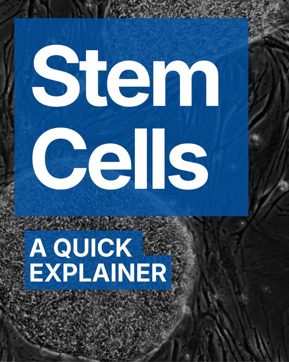 UCLAstemcell's tweet photo. To celebrate #StemCellAwarenessDay, we've put together a quick explainer on stem cells: what they are and why they matter! 🧪
#UCLAStemCell #ResearchPowersProgress #StemCellResearch https://t.co/GuE087LnjT