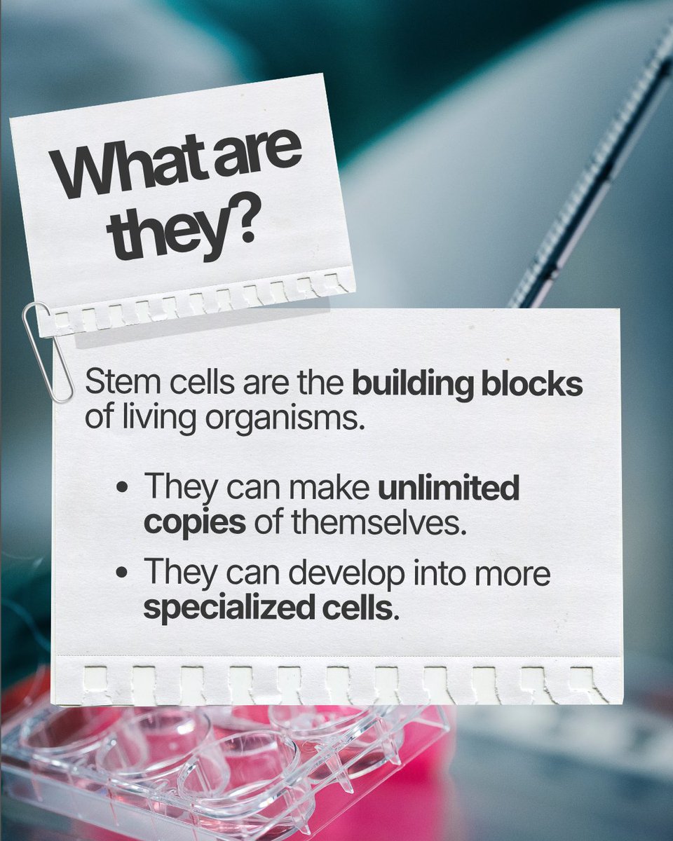 UCLAstemcell's tweet photo. To celebrate #StemCellAwarenessDay, we've put together a quick explainer on stem cells: what they are and why they matter! 🧪
#UCLAStemCell #ResearchPowersProgress #StemCellResearch https://t.co/GuE087LnjT