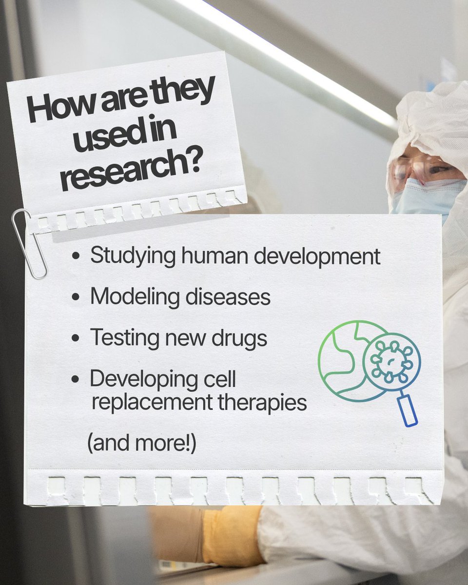 UCLAstemcell's tweet photo. To celebrate #StemCellAwarenessDay, we've put together a quick explainer on stem cells: what they are and why they matter! 🧪
#UCLAStemCell #ResearchPowersProgress #StemCellResearch https://t.co/GuE087LnjT