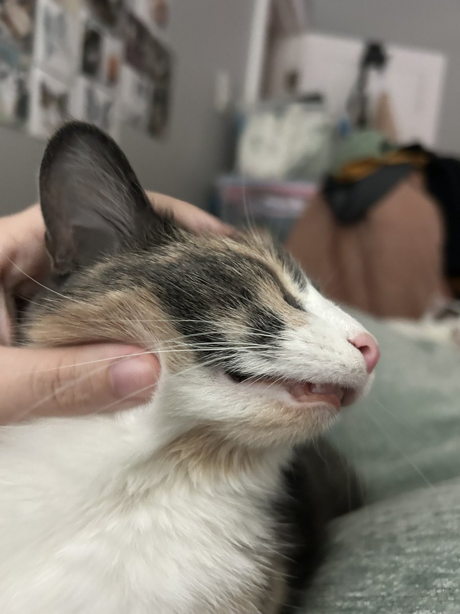 oreoeocat's tweet photo. Take a closer look at that snout https://t.co/oqcICIy20g