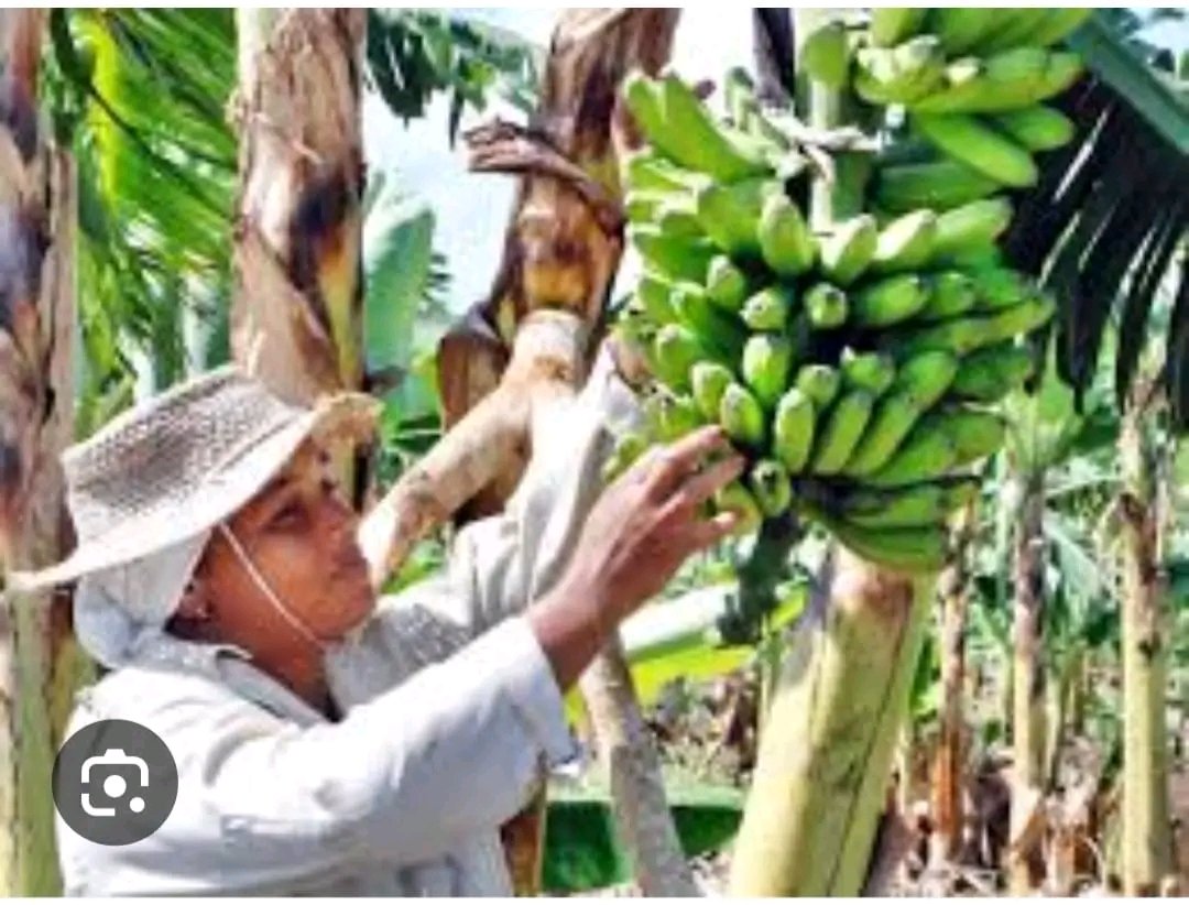 dayami_hid83409's tweet photo. Hoy 15 de Octubre se celebra el día internacional de la mujer rural. #MajaguaUnida #LatirAvileño #CubaViveEnSuHistoria https://t.co/s5HT1dxLmJ
