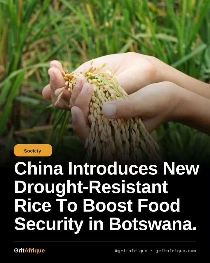 beyondB_DAG's tweet photo. 🔴 China Introduces Drought-Resistant Rice to Boost Food Security in Botswana. 

Botswana, in partnership with China, has successfully tested its first rice varieties suitable for dryland cultivation. The initiative, led through long term collaboration between Chinese agricultural researchers, aims to overcome the water scarcity that has limited rice production in arid southern Africa.

The project has moved from early plot trials to commercial production in key agricultural zones, including Maun, Tuli Block, Borolong, and Pandamatenga. In addition to producing high grain yields, the model uses crop stover as valuable livestock feed, boosting rural incomes and strengthening food security.