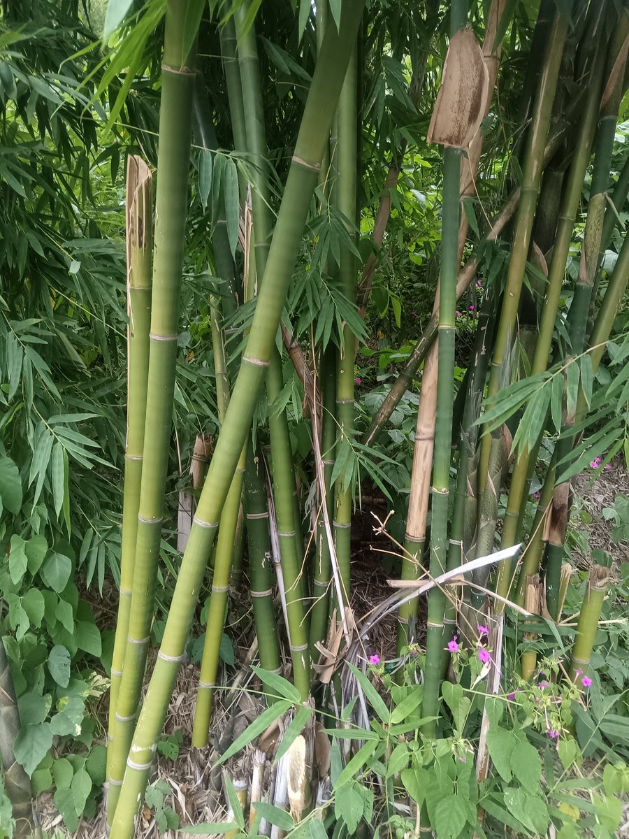 Animal12oGfd's tweet photo. 文辟詰谷蒼の休日、風に揺れる谷間の草が心地よい。 https://t.co/4PnL5Q43iv
