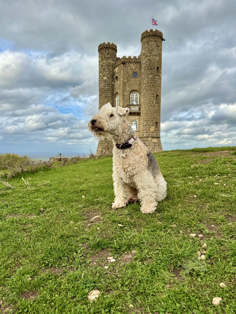 bertie_lakeland's tweet photo. Here I am there’s a smell of Deer in the air ❤️ https://t.co/GADZuPgIta