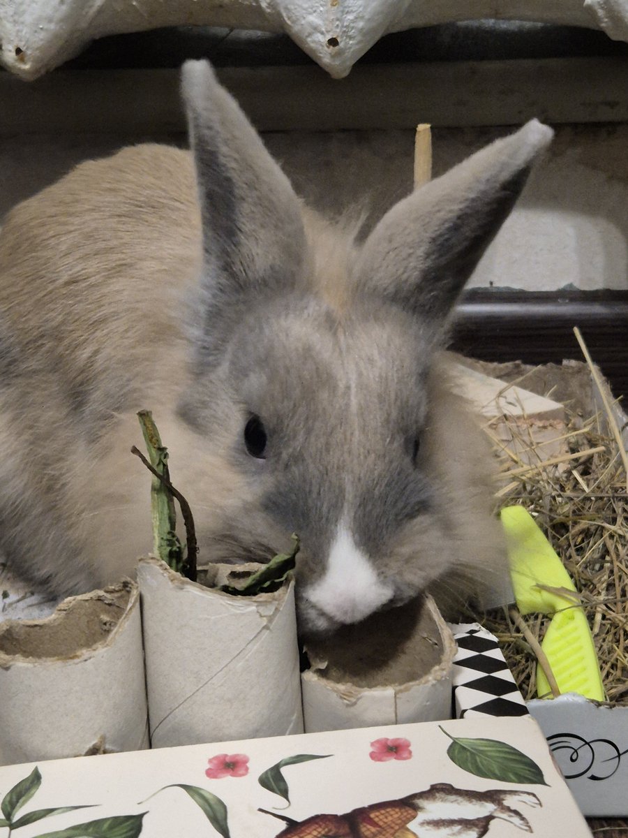 hoaxyosha's tweet photo. daily bunny post: day 6
what's wrong with u peachy 😭 https://t.co/zrt9oPfmRw