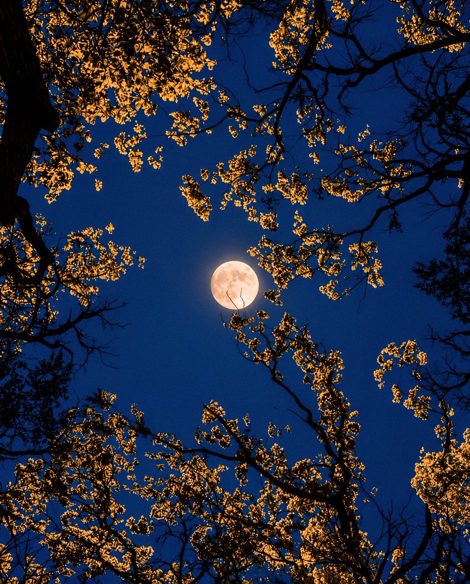 gardenofcolours's tweet photo. the moon is beautiful https://t.co/ygqt0clYV1