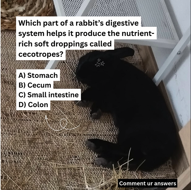 ellax_io's tweet photo. **Think you know rabbits? 🐰 Let’s see if you can get this one right!** https://t.co/xvpyYDtTPR