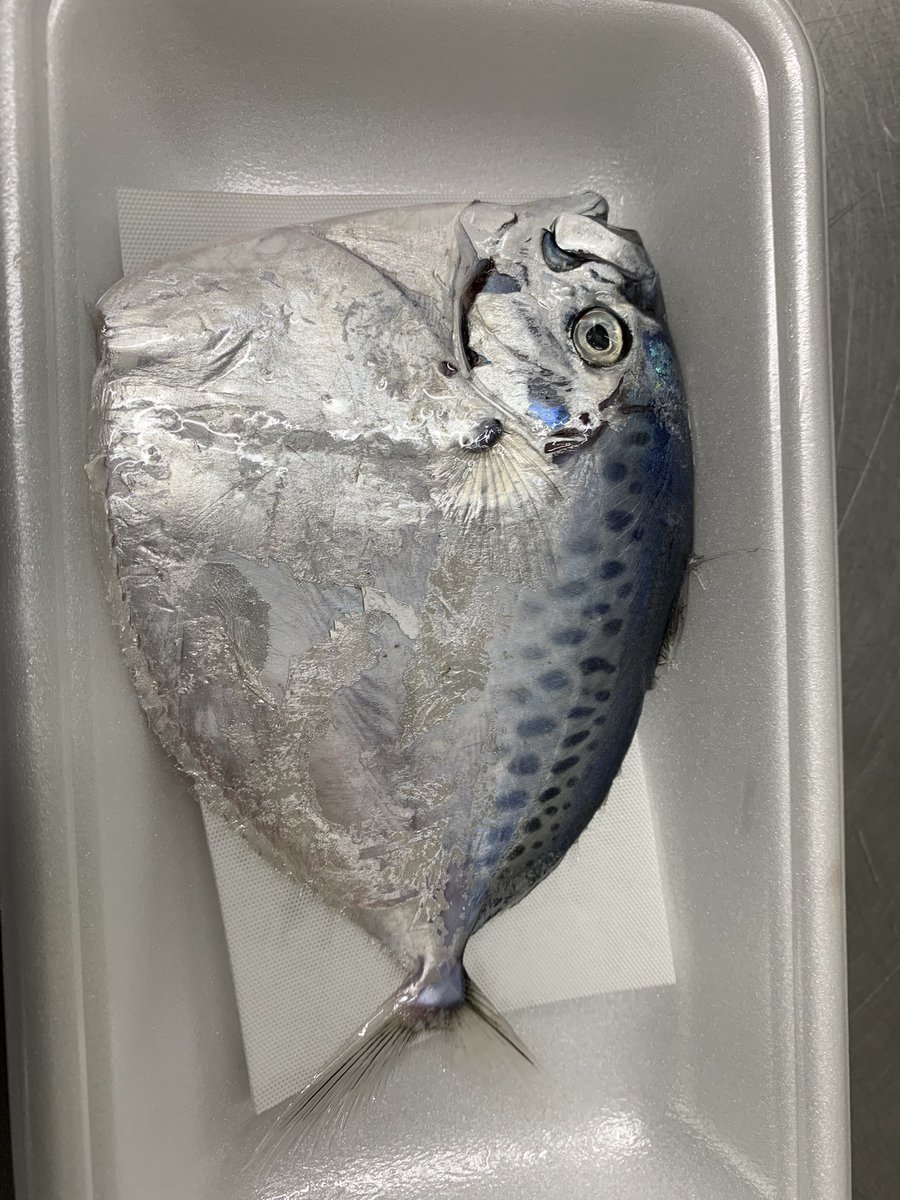 skanayaneko's tweet photo. お魚の名前分かるかな❓ https://t.co/JOhsgnhJQx