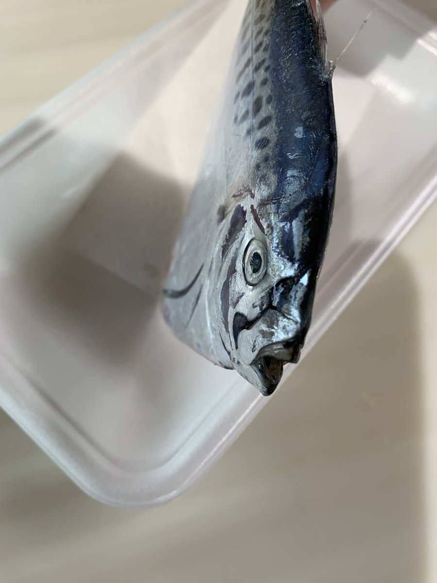 skanayaneko's tweet photo. お魚の名前分かるかな❓ https://t.co/JOhsgnhJQx