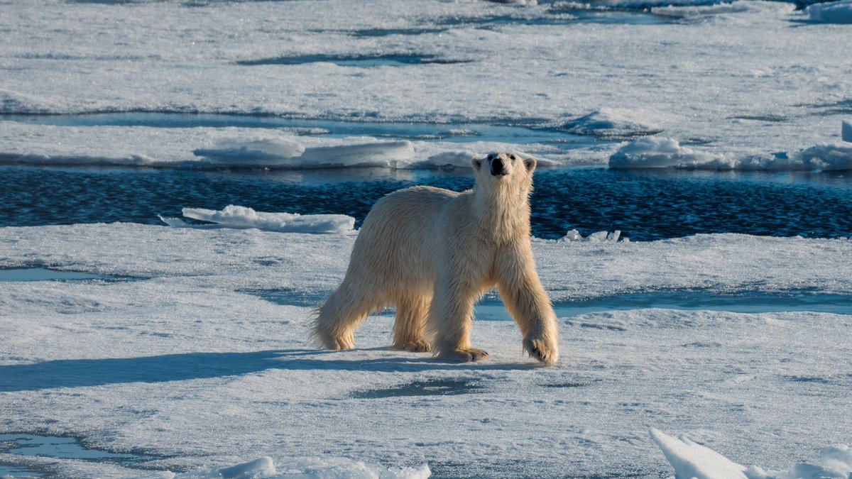 Blue_Parallel's tweet photo. Far north of mainland Norway, #Svalbard offers a sense of Arctic wilderness. ❄️ Explore glaciers, mountains, and fjords by expedition vessel, with opportunities to encounter polar bears, walruses, and Arctic seabirds. #PolarTravel #LuxuryTravel https://t.co/vz96D8ztQh https://t.co/LHUUK8b375
