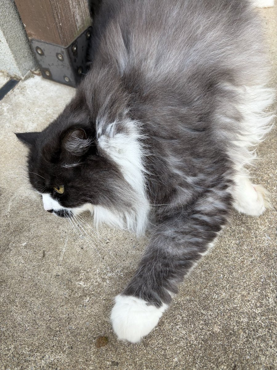 HwYosuke's tweet photo. ボンくんおはよう

#ねこ #猫 #猫のいる暮らし https://t.co/waSOLHVoh9