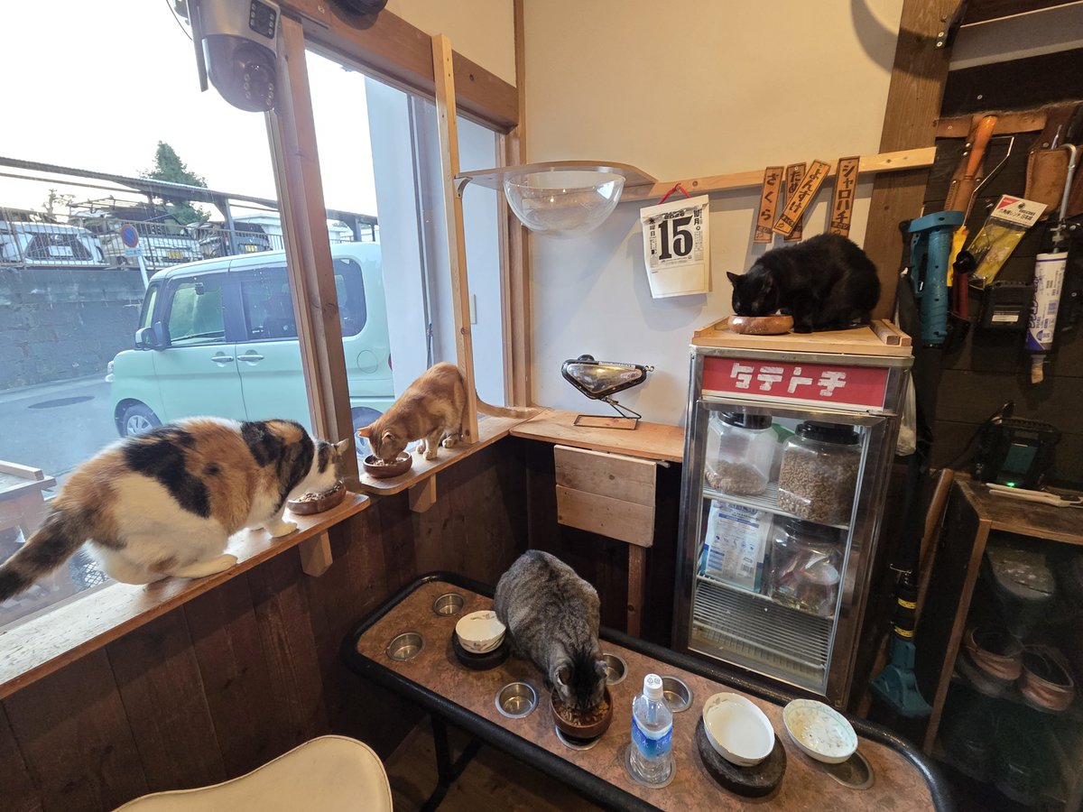 nyau2project's tweet photo. 10月15日　木曜日😸
おはようございます😸 https://t.co/AsFJCbBXpJ
