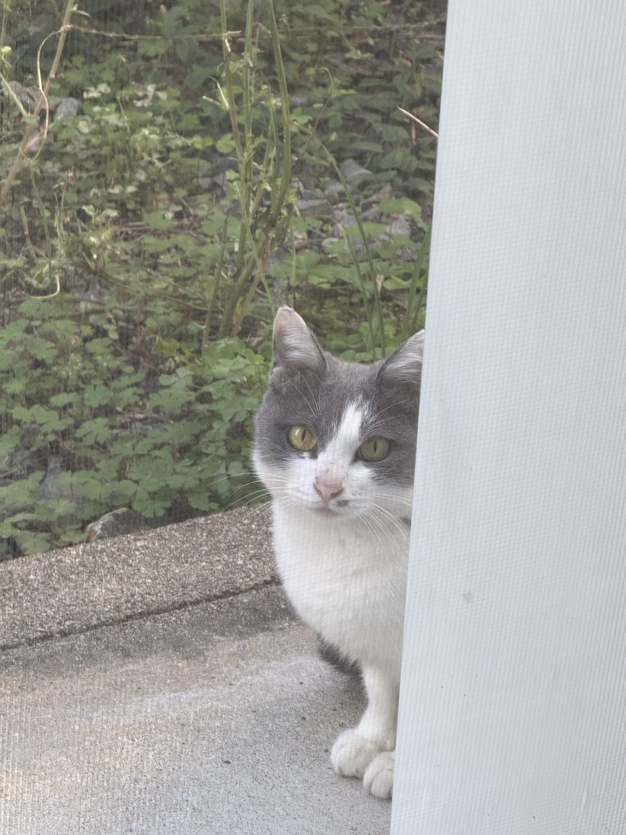 yamachaso032's tweet photo. 朝から視線感じたら猫ちゃんいた。 https://t.co/TPZ8iYuDOL