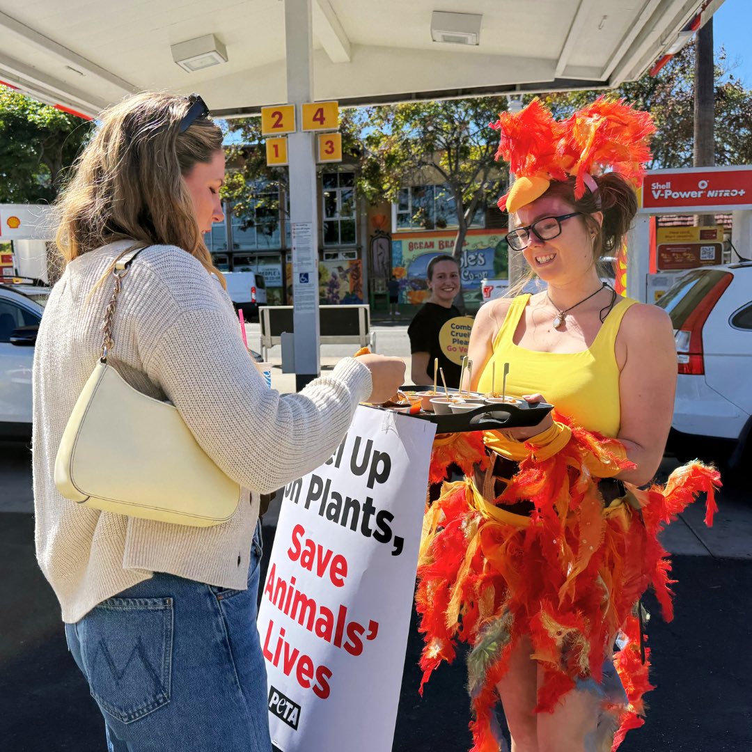 peta's tweet photo. High gas prices? We're giving San Diego drivers a break🐔⛽ Our Commando Chicks are handing out FREE gas and delicious vegan chicken to get people pumped about sparing chickens. Fuel up on plants! https://t.co/J5P7tFOVAm