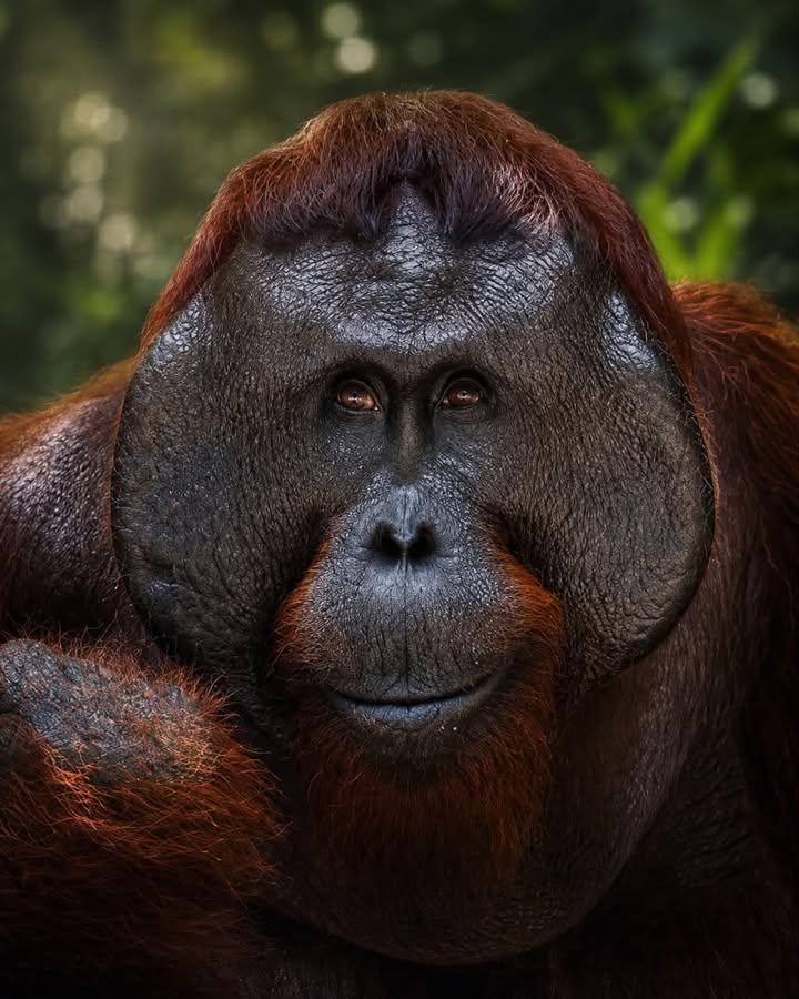 InFebriyan128's tweet photo. 🦧Owners of the land of Borneo, you deserve to live longer https://t.co/cGw2RWfHLi