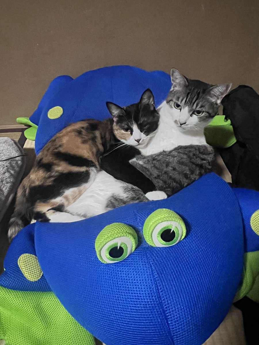 kaerunoane's tweet photo. ねこがくっついて寝始めると秋を感じる　#ゆきすす　#ゆき　#すす https://t.co/HVFSHn2lbo