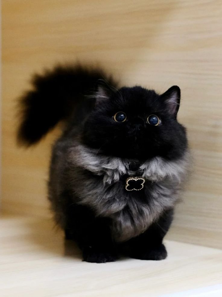 CatMoodDaily's tweet photo. https://t.co/pNAM7iNbBn