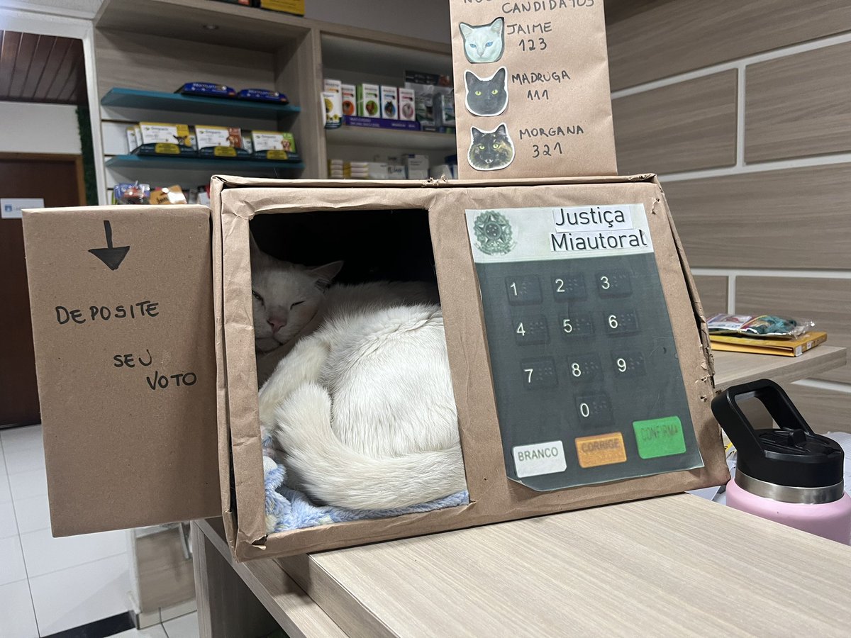 doolsenet's tweet photo. cheguei p votar no lula e tem dois gatos dentro da urna https://t.co/x4T9DIMZ8u