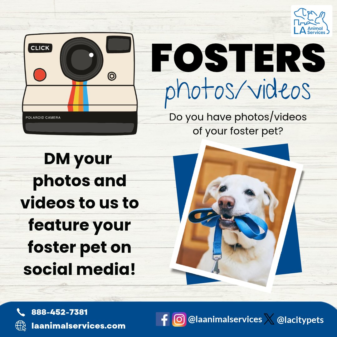 LACityPets's tweet photo. Please DM us your photos and videos of your foster pet to be featured on our social media! Whether they’re playing, showing off their silly personalities, or enjoying life outside the shelter, we’d love to see it all to better help them on their journey to finding new homes! 🐾 https://t.co/N74xwMpLCL