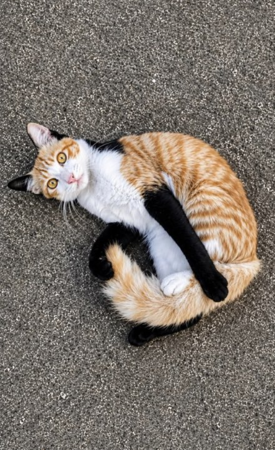 petalesblancs's tweet photo. pretty cat wearing black gloves https://t.co/NM52LKfvN0