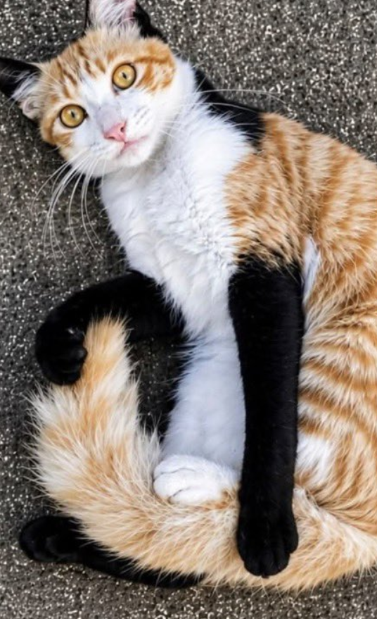 petalesblancs's tweet photo. pretty cat wearing black gloves https://t.co/NM52LKfvN0