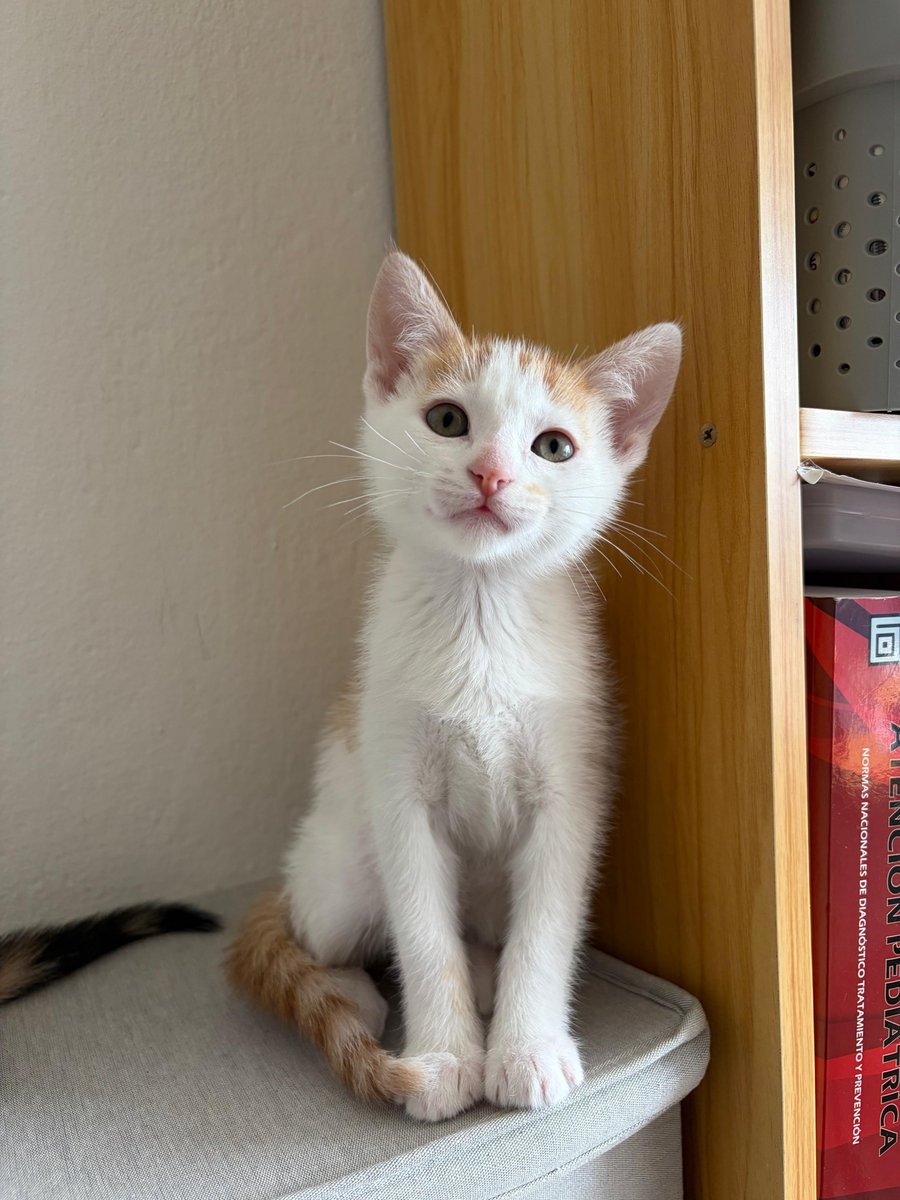 AcaEmmita's tweet photo. Entienden que adoptaron a sus tres hermanitos y que sólo va quedando Roy.

Cómo es posible que un gatito tan gracioso y tierno aún no tenga interesados? 🥹 

Si quieren adoptarlo pueden hablar con catitos en ig. https://t.co/L00oU8Cg7s