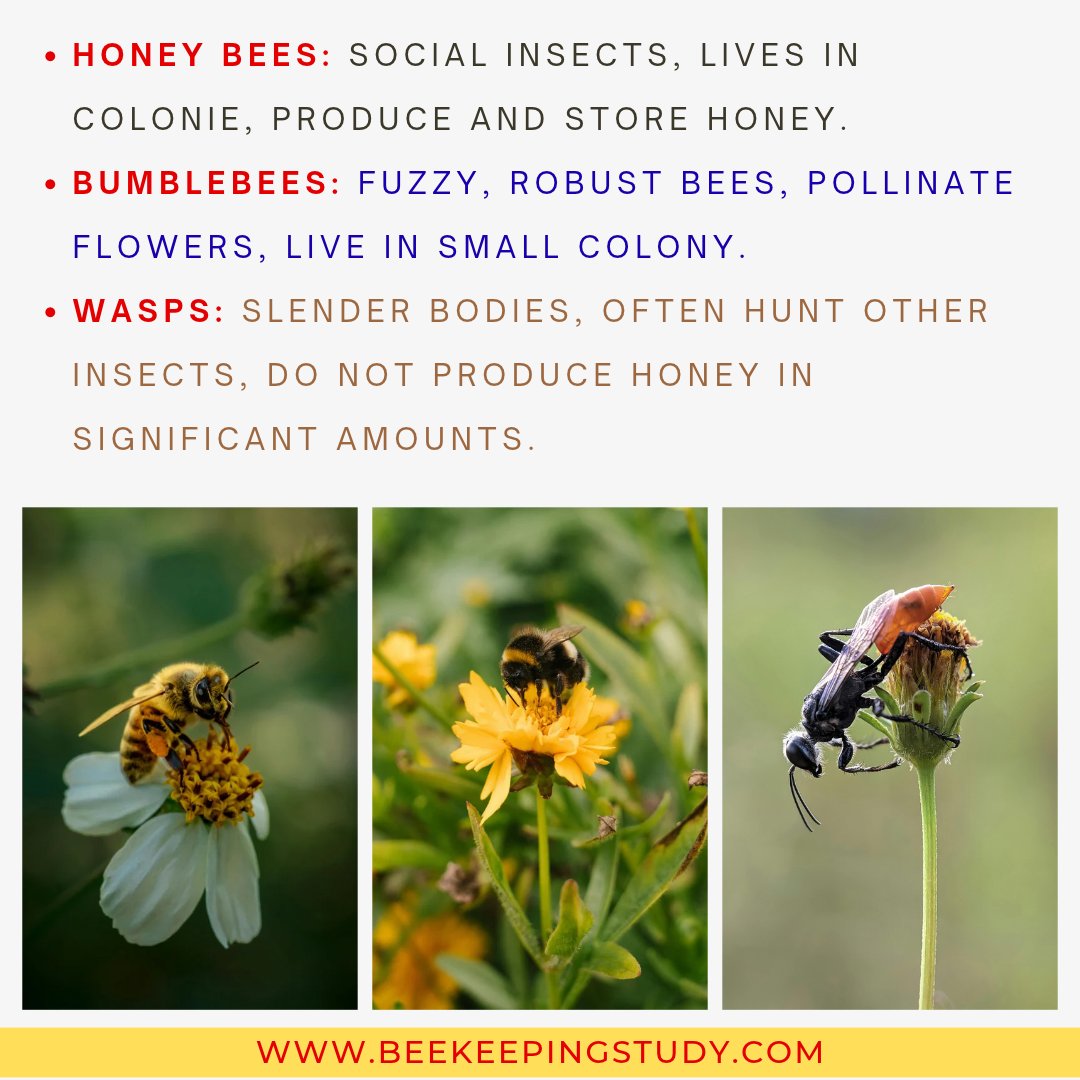 BeeKeepingStudy's tweet photo. Get the detail comparison of honey bee vs bumblebee vs wasp here: https://t.co/XunDuA1sYM https://t.co/p33I7hx3Hc