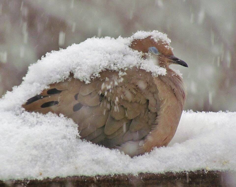 sealulu_'s tweet photo. cover     generously in powdered  sugar https://t.co/0kd4ExyFh3
