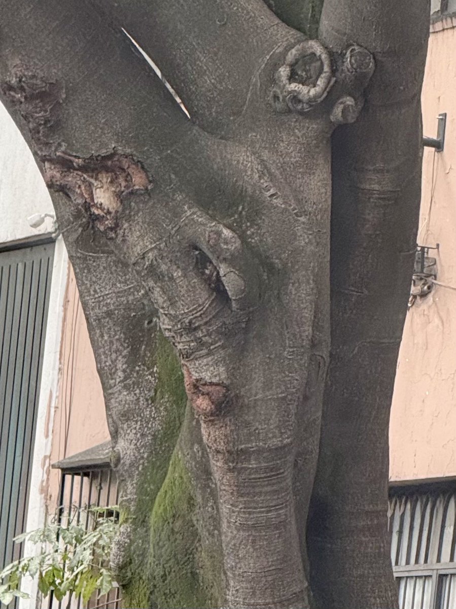 YosoyBereNice's tweet photo. No puedo dejar de ver ese árbol. Tiene cara de mujer…¿tú también la ves? https://t.co/aFso7JYUjK