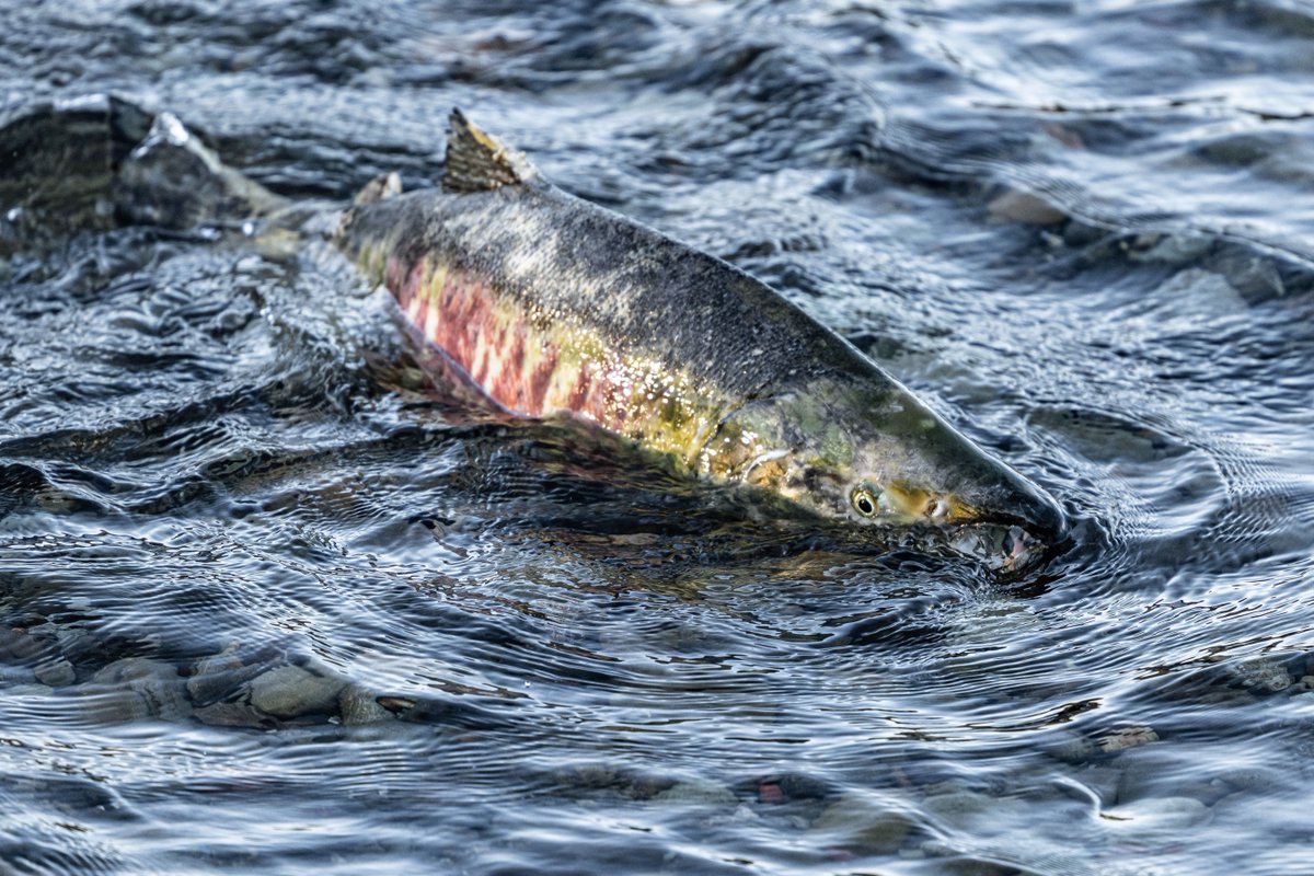 MooreCharitable's tweet photo. Salmon are a keystone species, feeding wildlife and Alaska Native communities on the Kuskokwim River. The proposed Donlin Gold Mine puts that at risk. We're grateful to work with the Mother Kuskokwim Tribal Coalition to safeguard them. 🐟 https://t.co/NPIdISIQFb