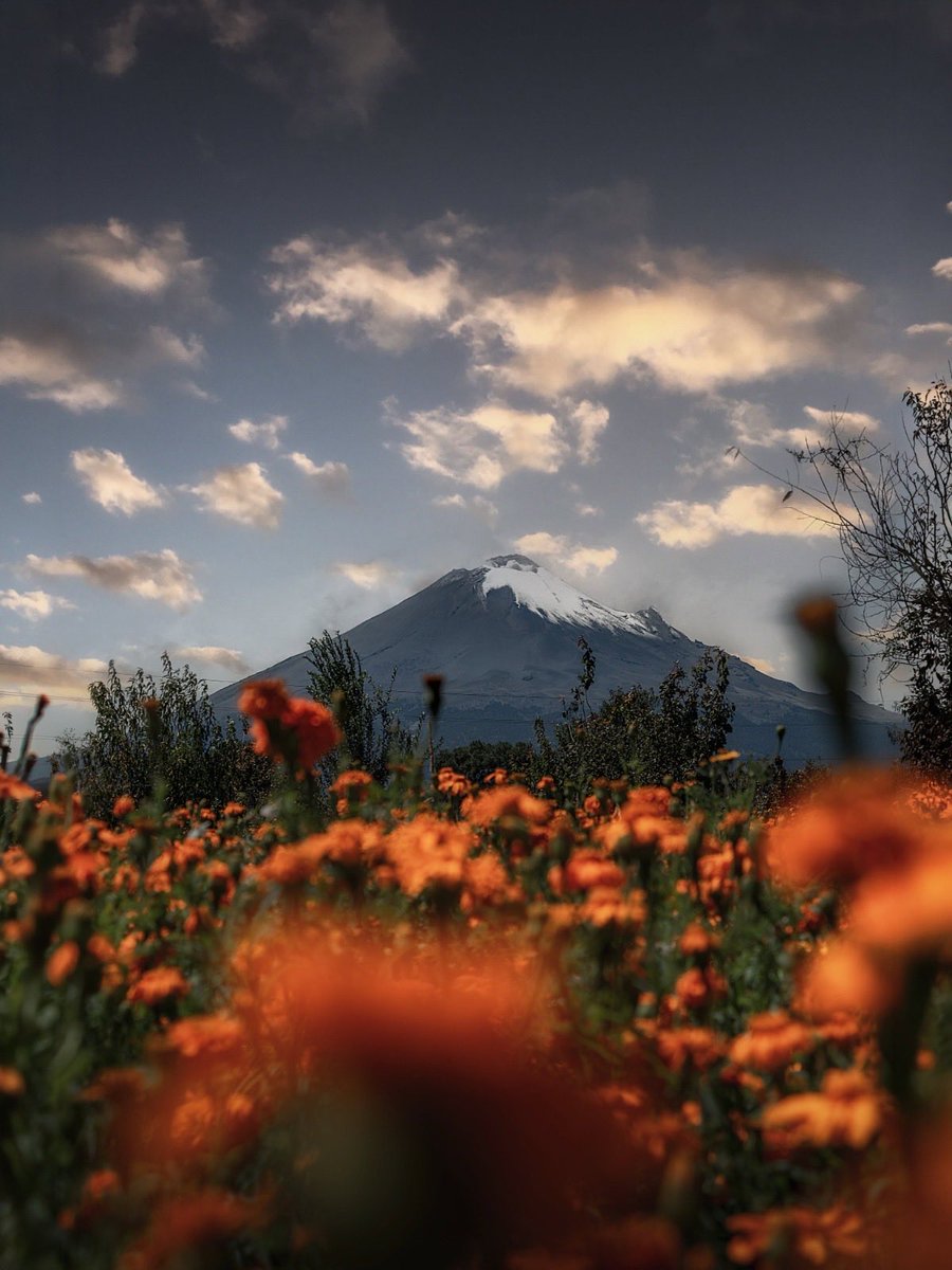 GracePalomares's tweet photo. El cempasúchil 🧡 comienza a pintar de colores nuestros campos y a regalarnos esas postales que tanto nos enamoran de Puebla. 

📸: René Martínez. https://t.co/x8NC4gZO7I