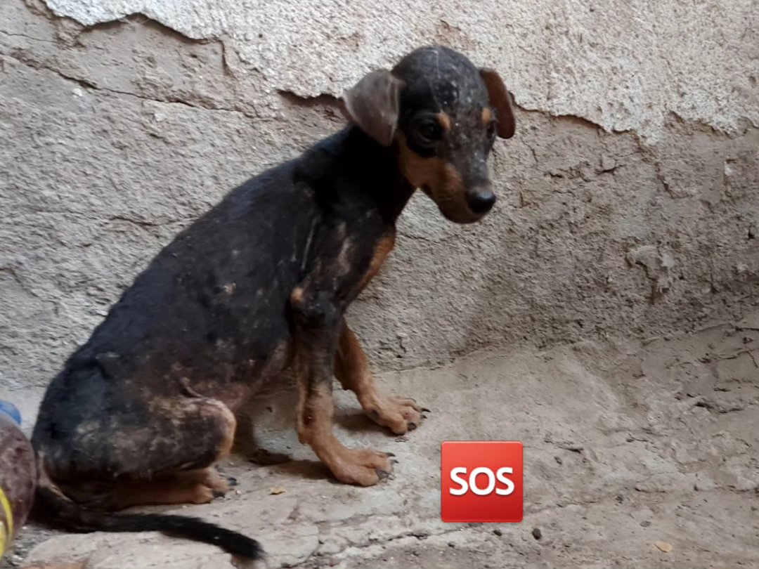 MargaritaPets's tweet photo. Urgente Hogar Temporal. Cachorro abandonado en La Chacalera en #Porlamar. Necesitamos un lugar  para resguardarlo para su recuperación . #hogartemporal #adopta #islademargarita https://t.co/LIDBCnDVdz