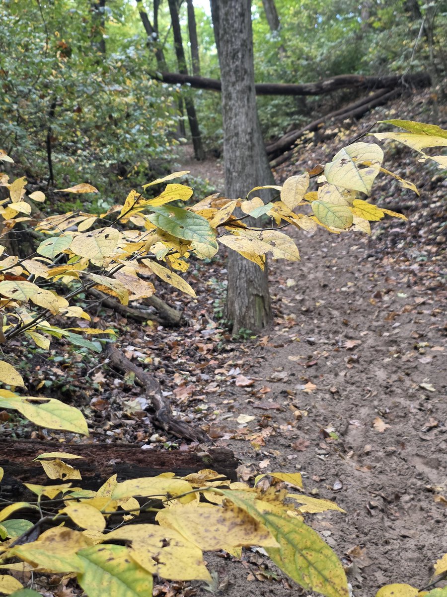 JASVK's tweet photo. Currently hiking the Michigan fall woods.  Fall Break. https://t.co/OHlrmYLjFB