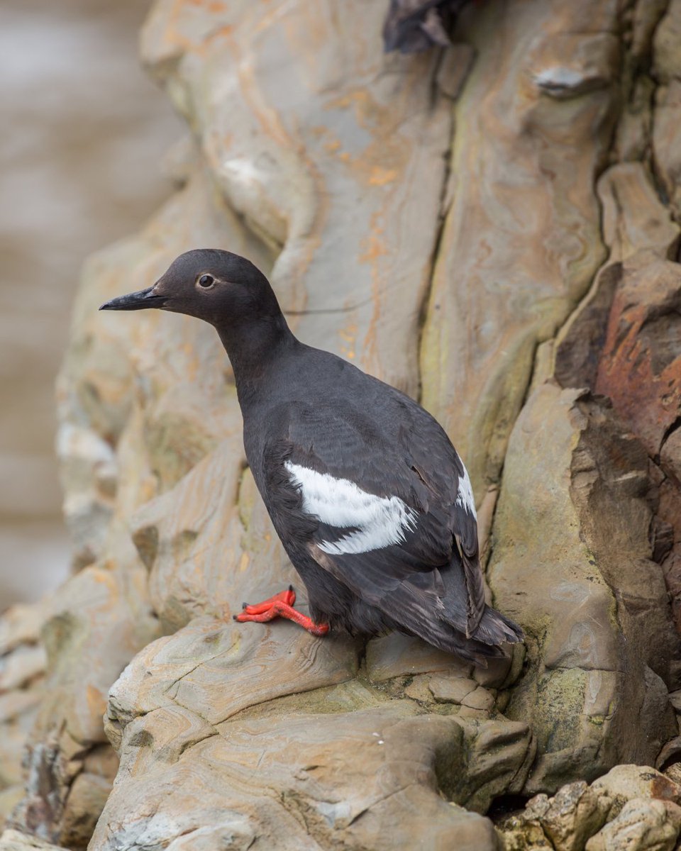 RachelCarsonDC's tweet photo. With red feet and a red mouth, our #BirdOfTheWeek is a stunner! 

The Pigeon Guillemot is a medium-sized coastal seabird found along the shores of the North Pacific.

Learn more: https://t.co/oKufeVtnxy https://t.co/aTO4BU2clN