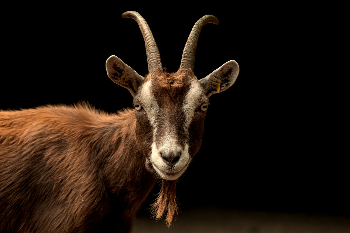 CSDAdistricts's tweet photo. Yes, goats are part of California’s wildfire-prevention toolkit.

CSDA supported AB 187, a newly signed law that preserves a workable framework for prescribed grazing through 2028, helping special districts continue using herds without facing cost-prohibitive wage rules.

Goats easily clear dense brush and dry ladder fuels in steep, rocky terrain where machinery cannot operate. This creates vital firebreaks to protect nearby communities and keeps a proven, low-tech fire prevention tool on the front lines.