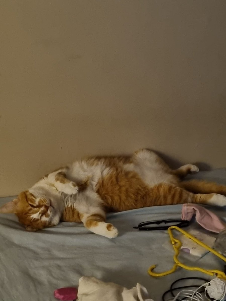 diingo_bell's tweet photo. ele so dorme assim gato aviadado https://t.co/N0hzywUwxJ