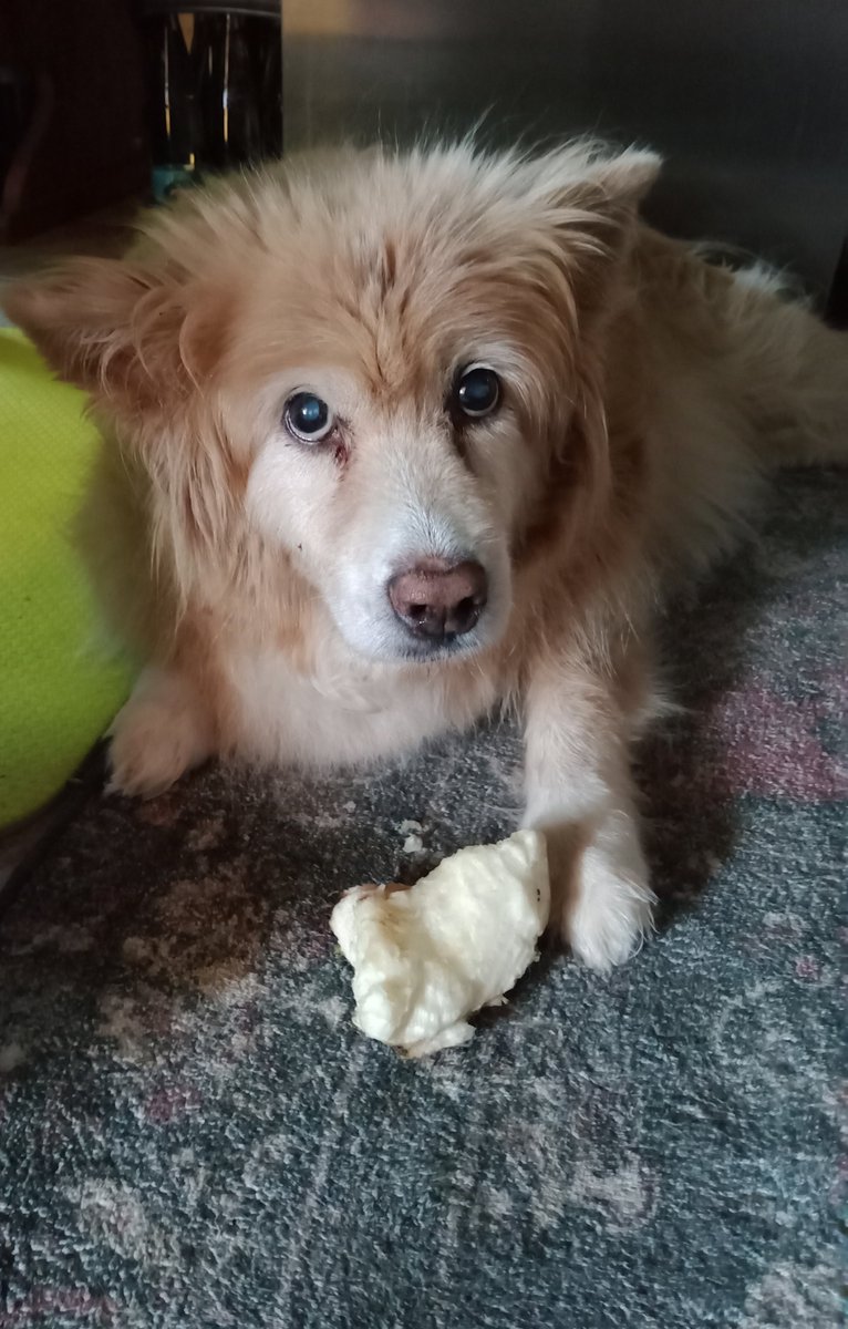 claudia92646's tweet photo. Eins der letzten Bilder meiner lieben Galia...🙏❤️
Ich glaube so eine Trauer geht nie vorbei, sie wird nur leiser. https://t.co/MZ2LrurNUn