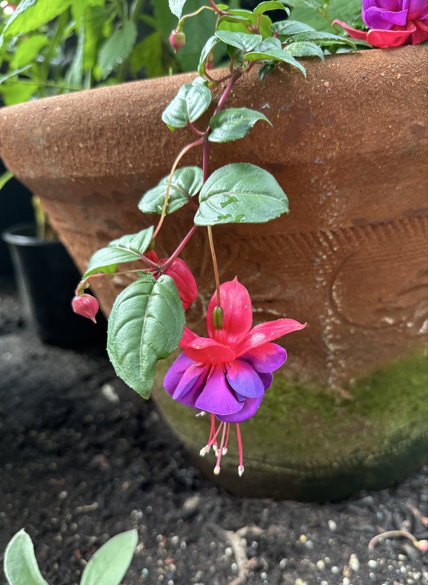 tinykarin's tweet photo. For the fairies 
#flowers #garden https://t.co/z2W2HdWcIp