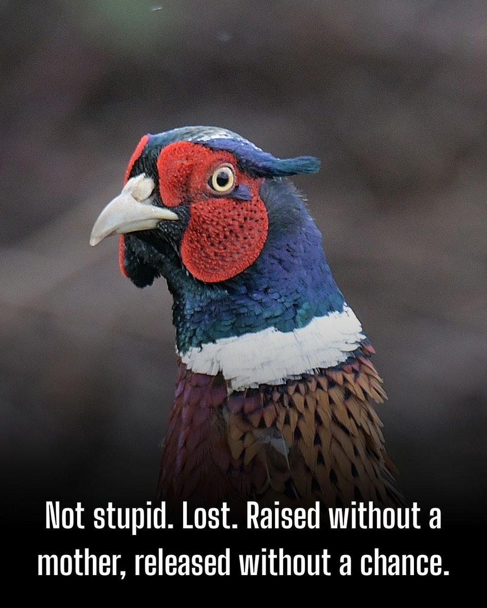 ProtectTheWild_ tweet picture